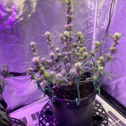DOLATO-72 days seed to harvest growlog timeline photo