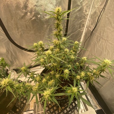DOLATO-72 days seed to harvest growlog timeline photo
