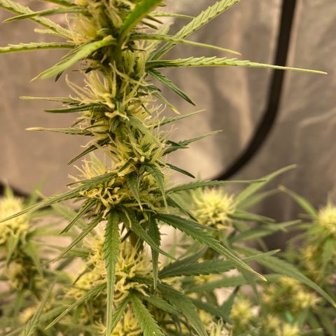 DOLATO-72 days seed to harvest growlog timeline photo