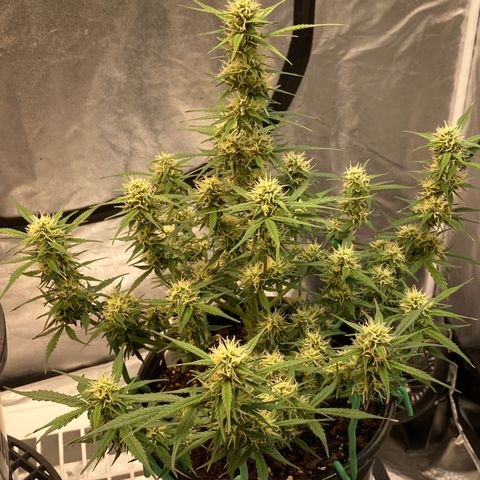 DOLATO-72 days seed to harvest growlog timeline photo