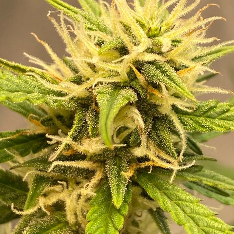DOLATO-72 days seed to harvest growlog timeline photo