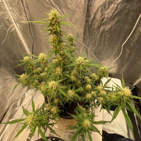 DOLATO-72 days seed to harvest growlog timeline photo