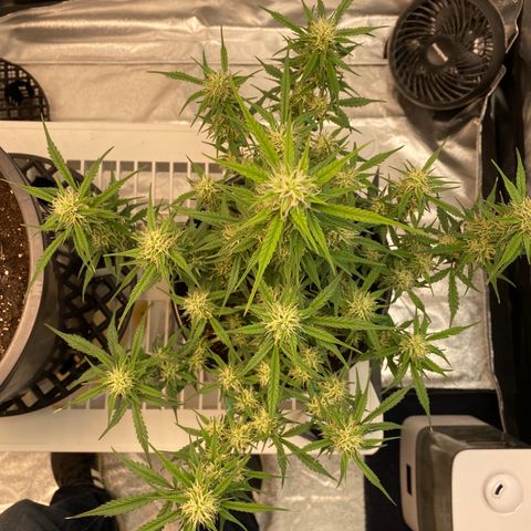 DOLATO-72 days seed to harvest growlog timeline photo