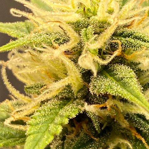 DOLATO-72 days seed to harvest growlog timeline photo