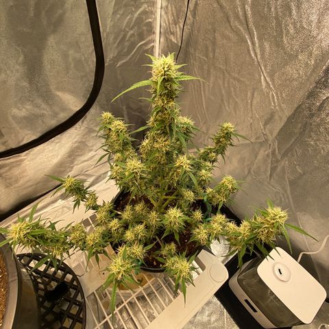 DOLATO-72 days seed to harvest growlog timeline photo