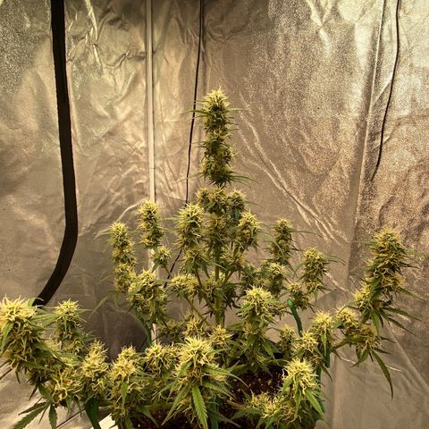 DOLATO-72 days seed to harvest growlog timeline photo