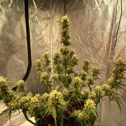 DOLATO-72 days seed to harvest growlog timeline photo
