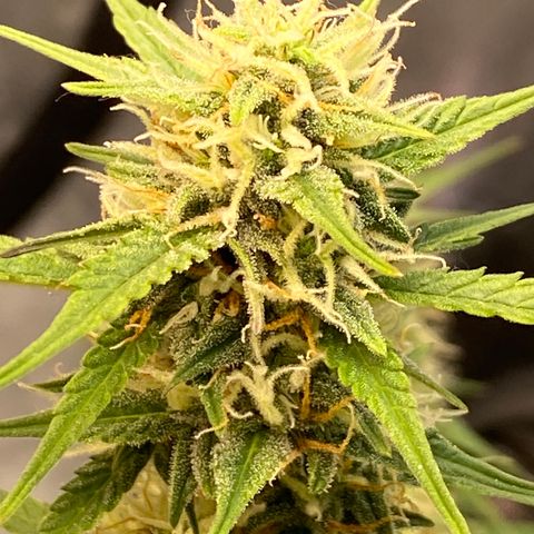 DOLATO-72 days seed to harvest growlog timeline photo