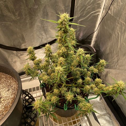 DOLATO-72 days seed to harvest growlog timeline photo