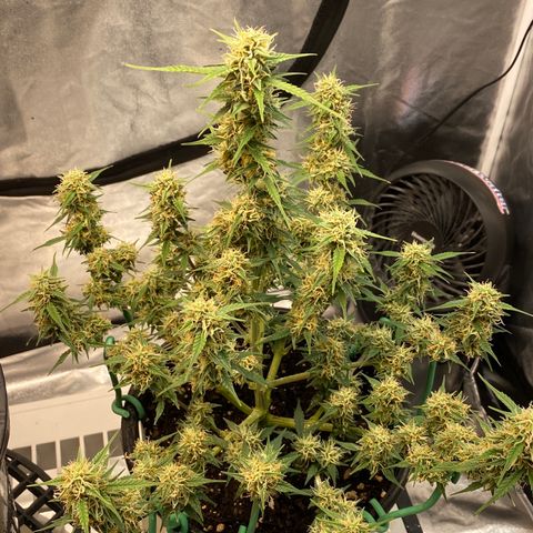 DOLATO-72 days seed to harvest growlog timeline photo