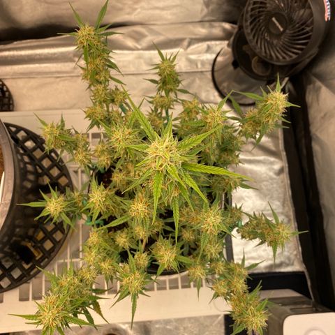 DOLATO-72 days seed to harvest growlog timeline photo