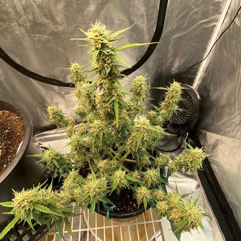DOLATO-72 days seed to harvest growlog timeline photo