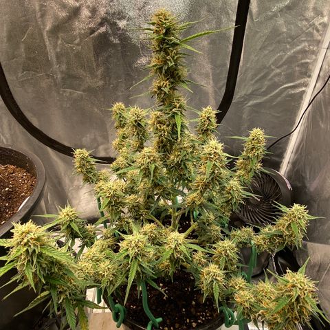 DOLATO-72 days seed to harvest growlog timeline photo