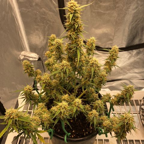 DOLATO-72 days seed to harvest growlog timeline photo