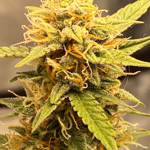 DOLATO-72 days seed to harvest growlog timeline photo