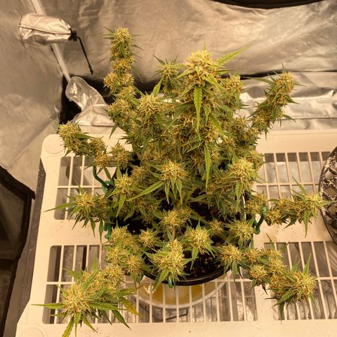DOLATO-72 days seed to harvest growlog timeline photo