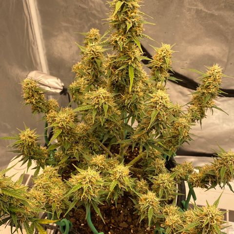 DOLATO-72 days seed to harvest growlog timeline photo