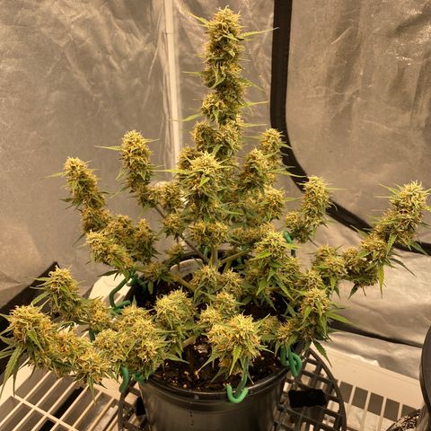DOLATO-72 days seed to harvest growlog timeline photo