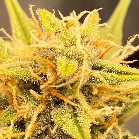 DOLATO-72 days seed to harvest growlog timeline photo