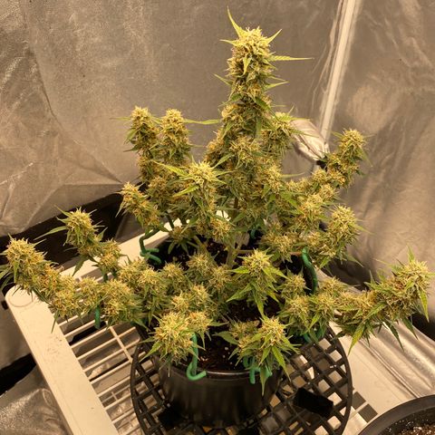 DOLATO-72 days seed to harvest growlog timeline photo