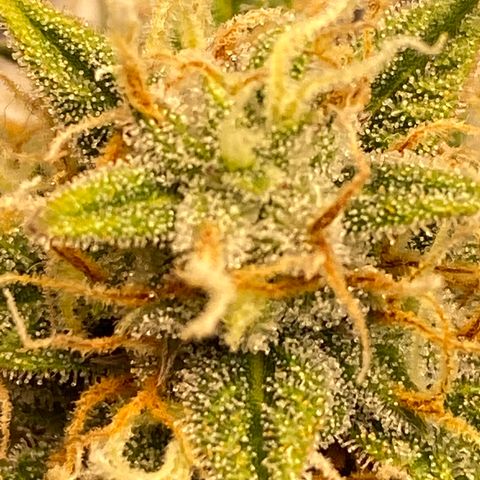 DOLATO-72 days seed to harvest growlog timeline photo