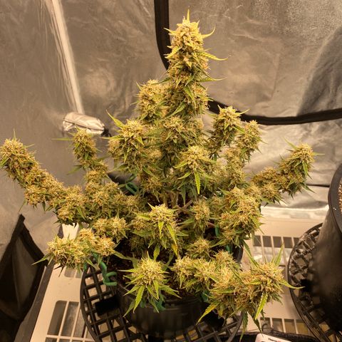 DOLATO-72 days seed to harvest growlog timeline photo