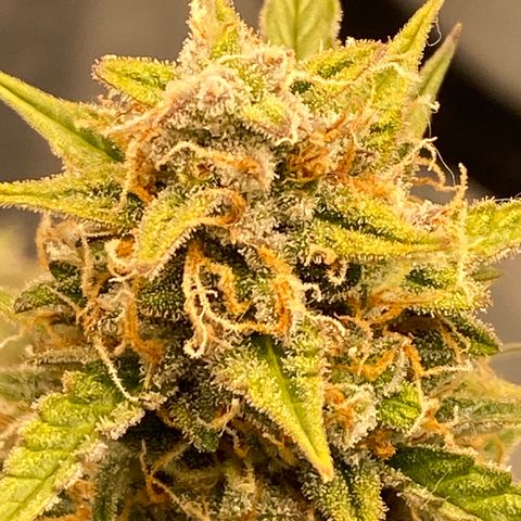 DOLATO-72 days seed to harvest growlog timeline photo