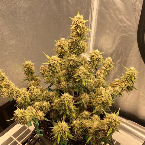 DOLATO-72 days seed to harvest growlog timeline photo