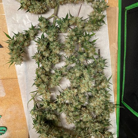 DOLATO-72 days seed to harvest growlog timeline photo