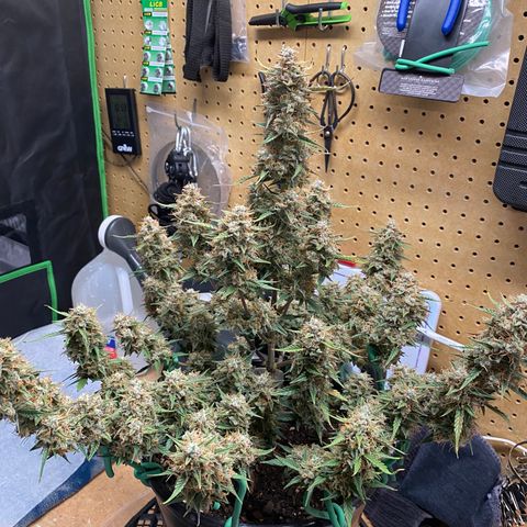DOLATO-72 days seed to harvest growlog timeline photo