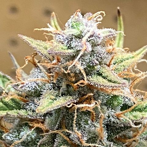 DOLATO-72 days seed to harvest growlog timeline photo