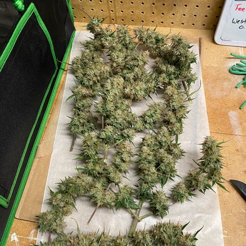 DOLATO-72 days seed to harvest growlog timeline photo
