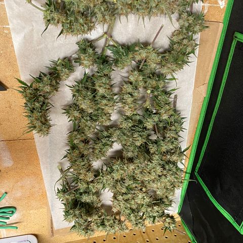 DOLATO-72 days seed to harvest growlog timeline photo