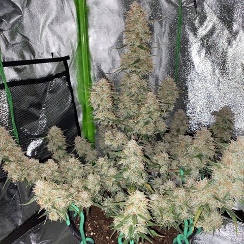 DOLATO-72 days seed to harvest growlog timeline photo