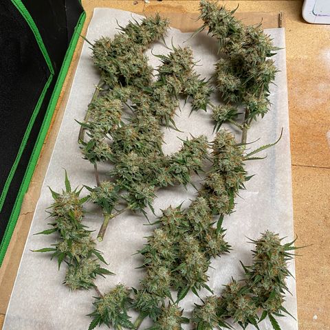 DOLATO-72 days seed to harvest growlog timeline photo