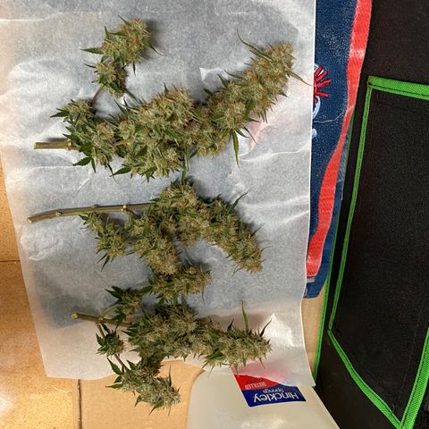 DOLATO-72 days seed to harvest growlog timeline photo