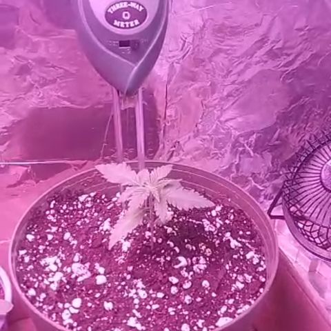 Destiny  growlog photo: Now at 5:30 pm she looks Much better compared to this morning. She started out  looking real Limp, got me all Scared. 