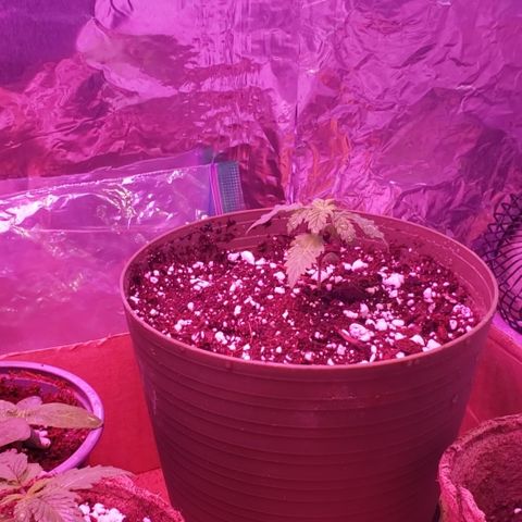 Destiny  growlog photo: Now at 5:30 pm she looks Much better compared to this morning. She started out  looking real Limp, got me all Scared. 