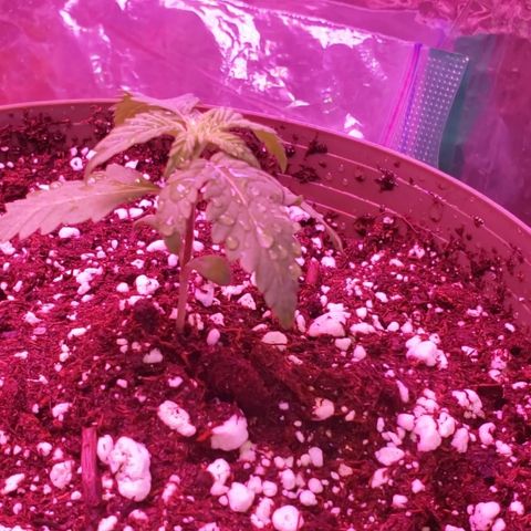 Destiny  growlog photo: Now at 5:30 pm she looks Much better compared to this morning. She started out  looking real Limp, got me all Scared. 