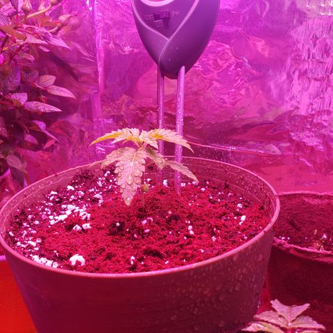 Destiny  growlog photo: I added some of the coco mix from the flower pot of the dollar store on top it helps to keep it moist. I will have to use special mix and coxo mix for future plants so it doesn't dry up sooo fast.
Destiny is showing her 
TRUE COLORS: Light green 