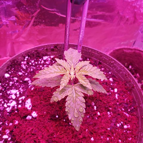 Destiny  growlog photo: I added some of the coco mix from the flower pot of the dollar store on top it helps to keep it moist. I will have to use special mix and coxo mix for future plants so it doesn't dry up sooo fast.
Destiny is showing her 
TRUE COLORS: Light green 