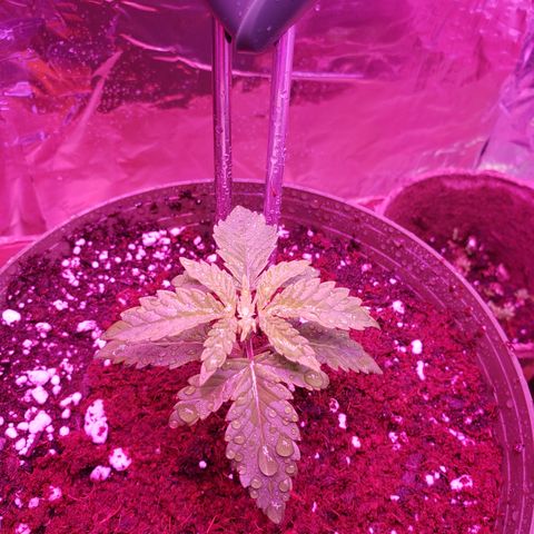 Destiny  growlog photo: I added some of the coco mix from the flower pot of the dollar store on top it helps to keep it moist. I will have to use special mix and coxo mix for future plants so it doesn't dry up sooo fast.
Destiny is showing her 
TRUE COLORS: Light green 