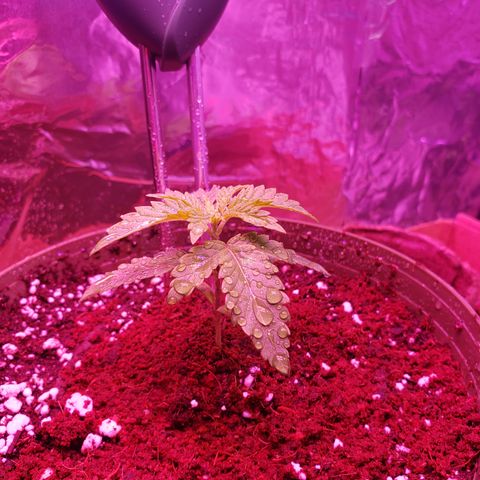 Destiny  growlog photo: I added some of the coco mix from the flower pot of the dollar store on top it helps to keep it moist. I will have to use special mix and coxo mix for future plants so it doesn't dry up sooo fast.
Destiny is showing her 
TRUE COLORS: Light green 