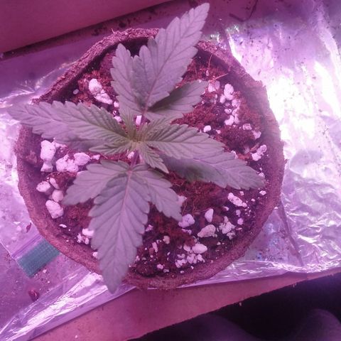 Destiny  growlog photo: Look at How Destiny Florished Nice, she Looks and IS Bigger then Harmony. By 2 centimeters Bigger!!
Destiny looking BIIGG and Harmony looking Well Healthy atleast 🧐🙁