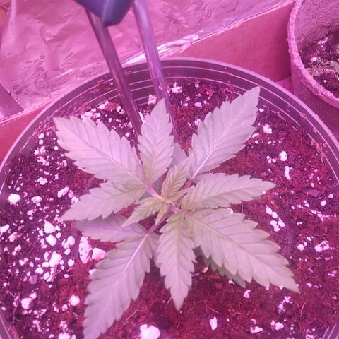 Destiny  growlog photo: Look at How Destiny Florished Nice, she Looks and IS Bigger then Harmony. By 2 centimeters Bigger!!
Destiny looking BIIGG and Harmony looking Well Healthy atleast 🧐🙁
