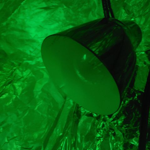 Destiny  growlog photo: Destiny is looking towards the blue light, so i added a blue bulb lets see what happens 
