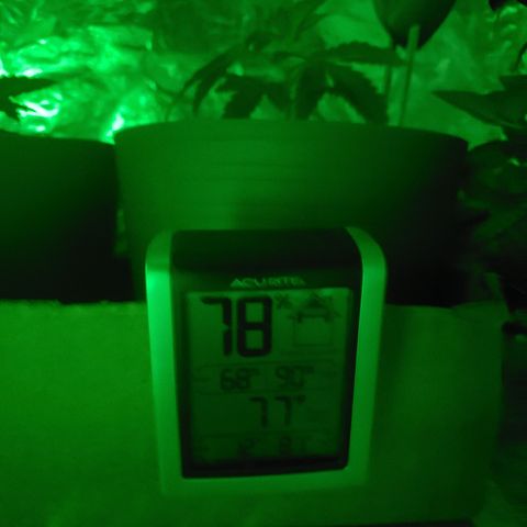 Destiny  growlog photo: Destiny is looking towards the blue light, so i added a blue bulb lets see what happens 