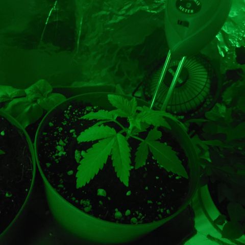 Destiny  growlog photo: Destiny is looking towards the blue light, so i added a blue bulb lets see what happens 