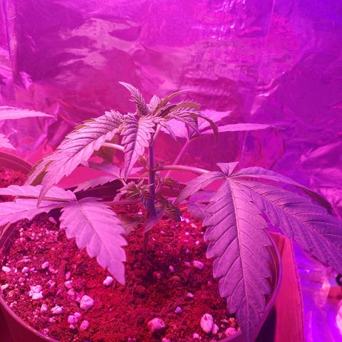 Destiny  growlog photo: LOOKING BEAUTIFUL 😍 👌 