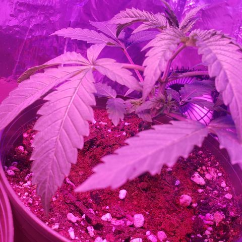 Destiny  growlog photo: LOOKING BEAUTIFUL 😍 👌 